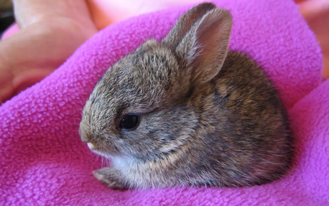 Cottontail sales baby bunnies